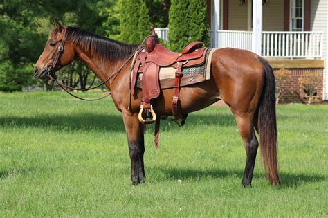 Lebanon valley horse sale. Things To Know About Lebanon valley horse sale. 
